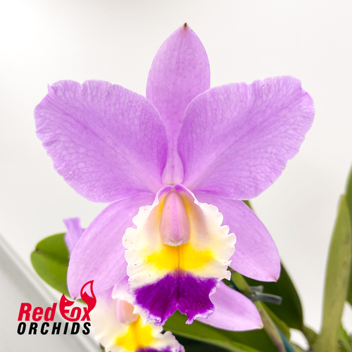 Laeliocattleya Shirayukihime 'M' x Cattleya Snow Blind (4n)