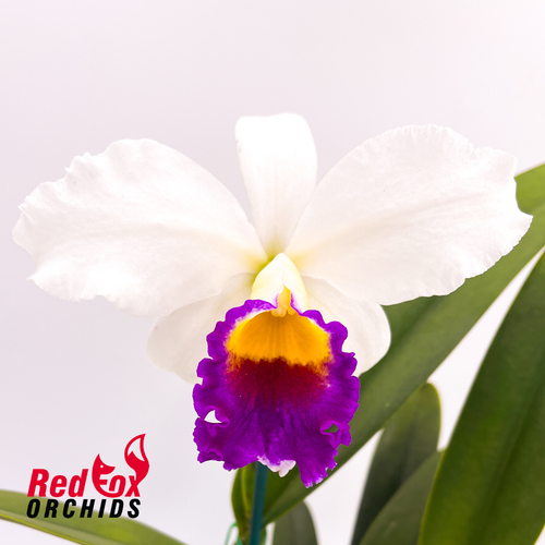 Laeliocattleya Shirayukihime 'M' X Lc. Magic Melody 'Superb'