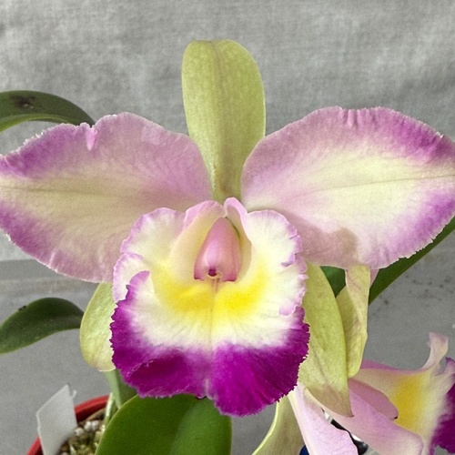 Brassolaeliocattleya Topaz Sublime x Tzeng-Wen Beauty