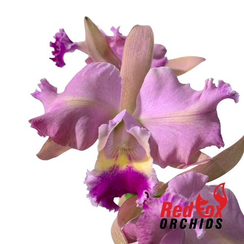 Brassolaeliocattleya Deception Grace X Lc. Aussie Sunset