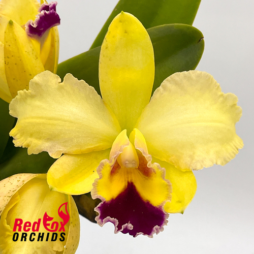 Potinara Little Magician X Blc. Topaz Impact 'Supreme'