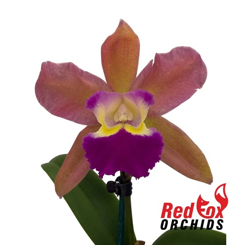 Laeliocattleya Susan Holcombe 'Yellow & Red' X Blc. Deception Grace
