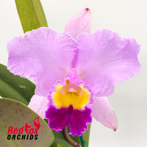 Cattleya Horace X Blc. Topaz Impact