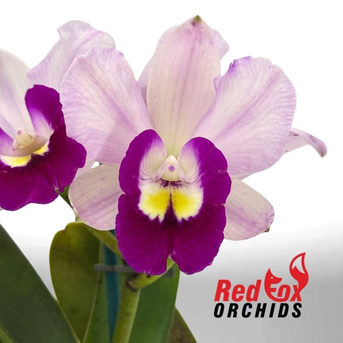 Brassolaeliocattleya  Topaz Love X Blc. Burdekin Snowdrift