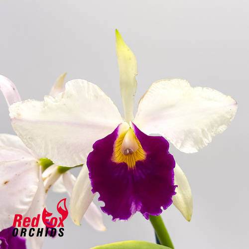 Cattleya purpurata var. S-A coerulea X Lc. Magic Melody 'Superb'