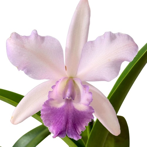 Brassolaeliocattleya Mismo X C. purpurata v. carnea