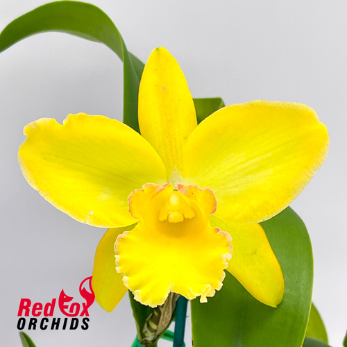 Brassolaeliocattleya Erin Kobayashi X Lc. Susan Holcombe