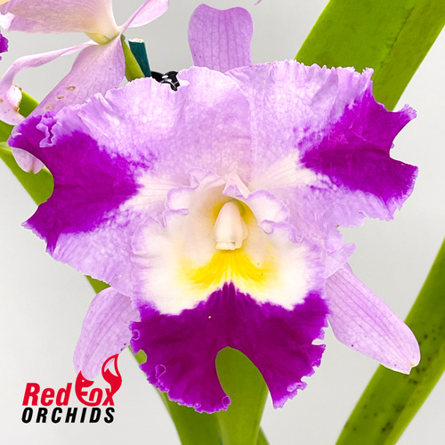 Laeliocattleya Stephen Oliver Fouraker x Orchid Affair