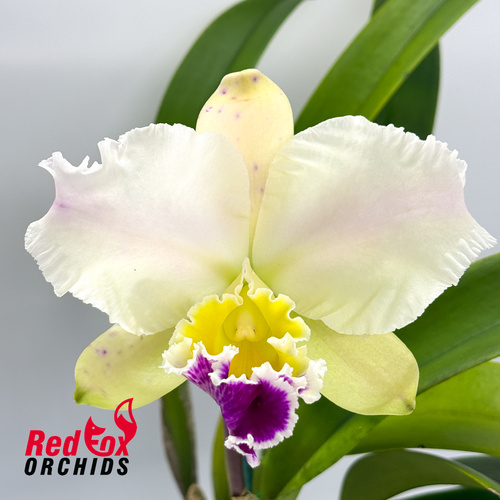 Laeliocattleya Stephen Oliver Fouraker x Orchid Affair