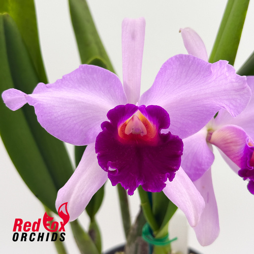 Brassolaeliocattleya Deception Magic x Cattleya purpurata var. carnea