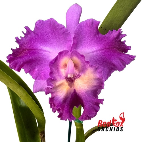 Brassolaeliocattleya Cornerstone 'Radiant' X Blc. Deception Royal Song 