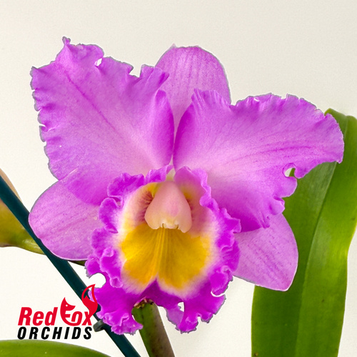 Brassolaeliocattleya Cornerstone 'Radiant' X Blc. Deception Royal Song 'Big Dark Splash'