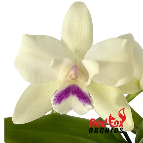 Brassolaeliocattleya California Girl x Brassolaeliocattleya Mem. Anna Balmores 'Convex'