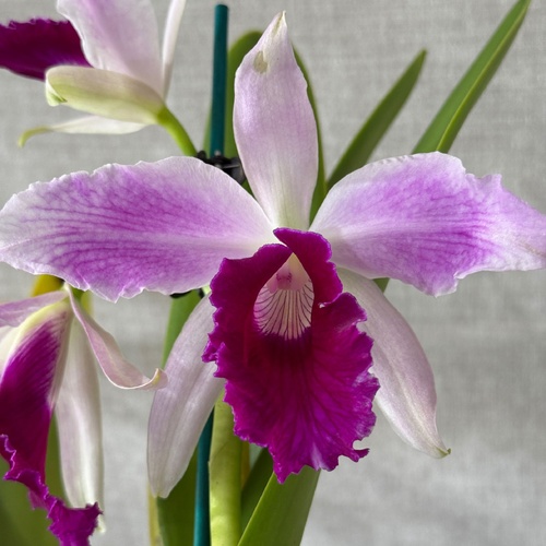 Laeliocattleya Lord Dessler