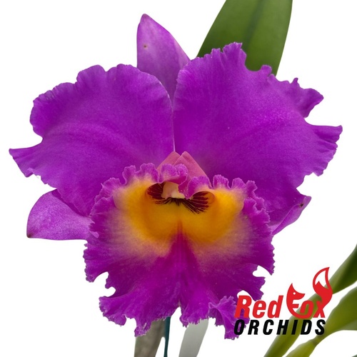 Brassocattleya Donna Kimura 'Paradise Tami' X Pot. Sebastian Scalia 'Ruby'