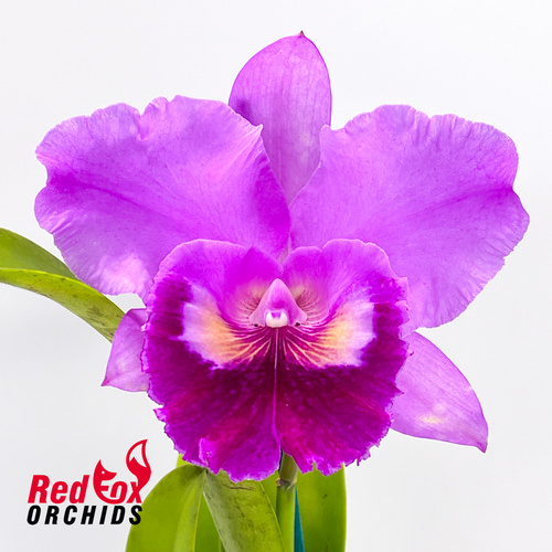 Brassolaeliocattleya Burdekin Velvet 'Louise' X Pot. Hsinying Pink Doll 'Hsinying'