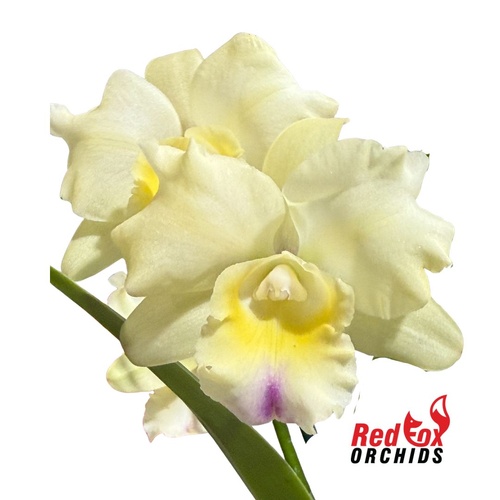 Brassolaeliocattleya (Pokai Tangerine X Scarlet Imp) X C. Gene May 'Southern Cross'