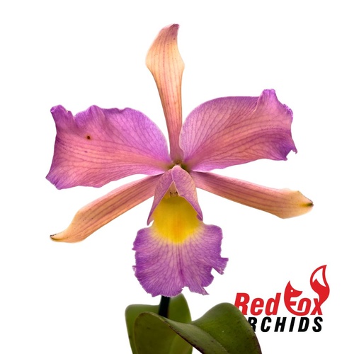 Brassolaeliocattleya (Pokai Tangerine X Scarlet Imp) X C. Gene May 'Southern Cross' PINK