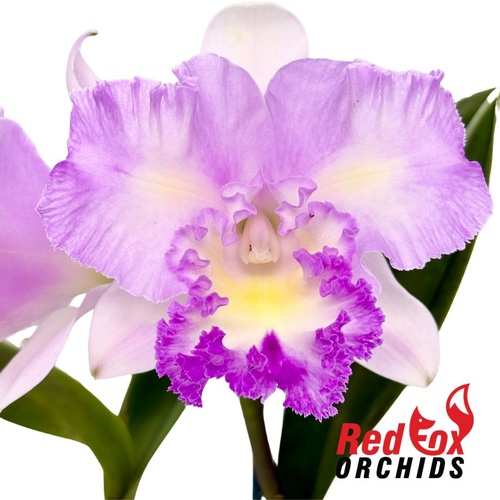 Brassolaeliocattleya Caricia en Paraiso x Cattleya intermedia vinicolor aquinii