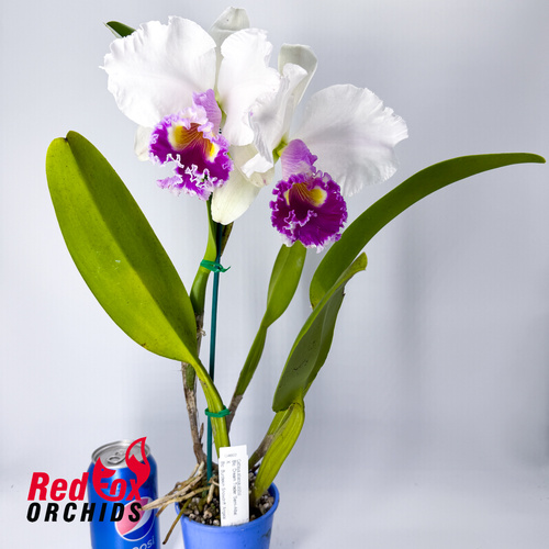 Brassolaeliocattleya Dream Trader 'Semi-Alba' X Blc. Burdekin Snowdrift 'Angela'