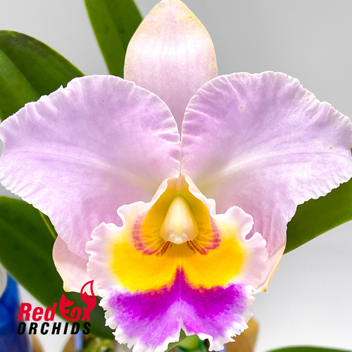 Brassolaeliocattleya California Girl X Blc. (Momilani Rainbow X (Mildred Rives X Burdekin Bells))