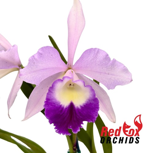 Brassolaeliocattleya Marg Putman (4n) X Blc. Pornpimol (Big S-A)