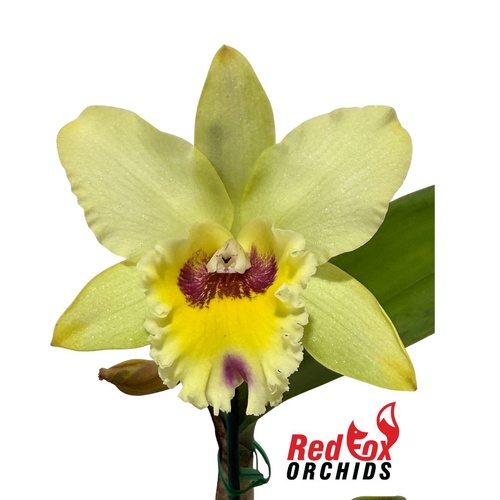 Brassolaeliocattleya Great Taiwan Orange X Blc. (Angel Heart X Karen's Sunrise)