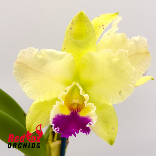 Potinara Deception Bingo X Blc. George King 'Southern Cross'