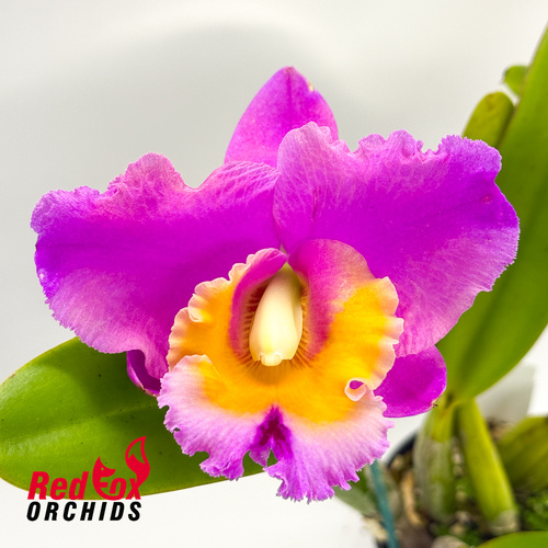 Brassolaeliocattleya Reisa X Blc. Burdekin Delight 'Dreamtime'