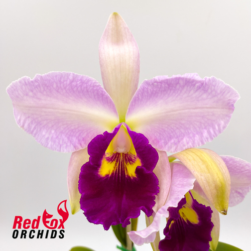 Laeliocattleya Orchid Affair