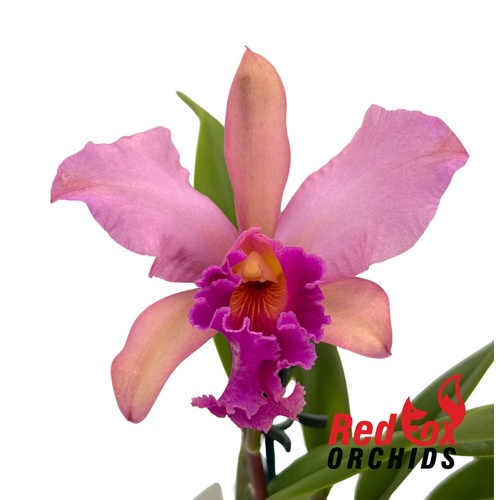 Brassolaeliocattleya (labiata X Momilani Rainbow) X Blc. George King 'Southern Cross'