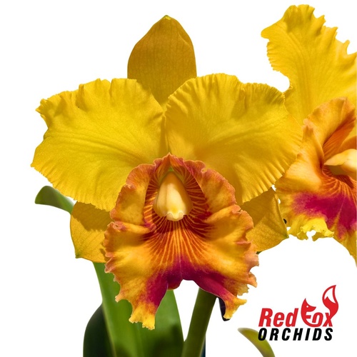 Brassolaeliocattleya Goldenzelle 'Tokyo' x ChanHsiu Gold 'Fuji'