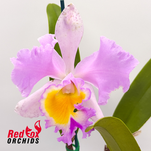 Brassolaeliocattleya Topaz Dancer 'Best' X Blc. (Mari's Song X Dal's Monarch)
