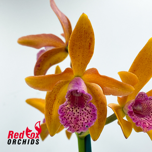 Brassolaeliocattleya Pink Blush