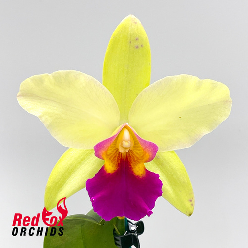 Cattlianthe Susan Holcombe X Rlc. Princely