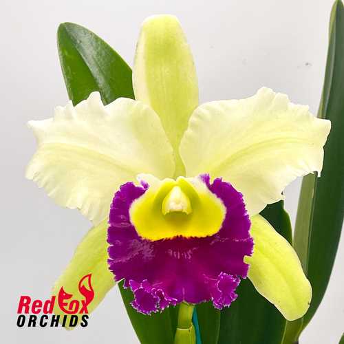 Brassolaeliocattleya Pathum Green
