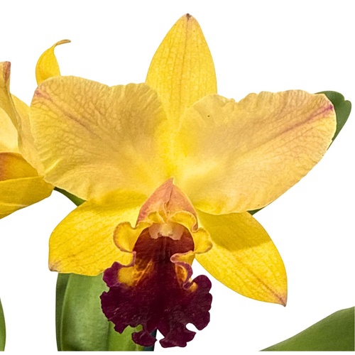 Brassolaeliocattleya (Mari's Song X Glenn Maidment) X Blc. Topaz Lovely Dancer