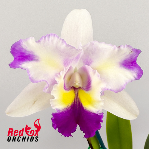 Laeliocattleya Mari's Song X Blc. Toshie's Magic 'Hsinying'