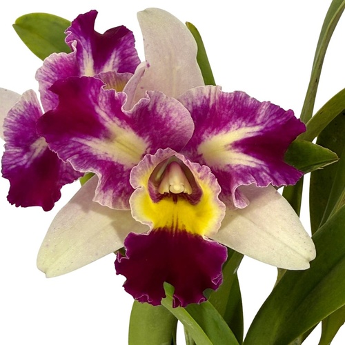 2.0 Laeliocattleya Mari's Song X Blc. Toshie's Magic 'Hsinying'