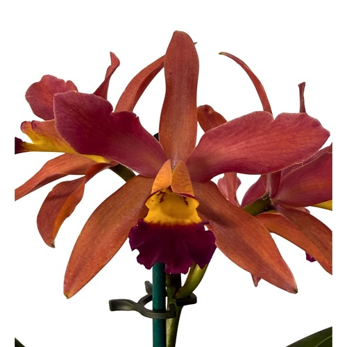 Cattlianthe Susan Holcombe X Ctt. Night Sky