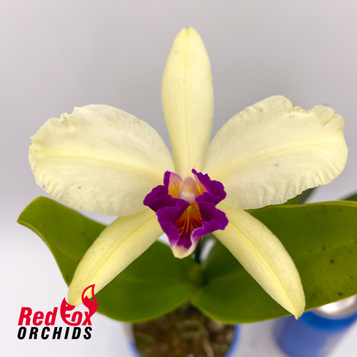 Rhyncattleanthe (Susan Holcombe X Topaz Gazelle 'VG Splash & Feathers')  X Rlc. George King 'Southern Cross'
