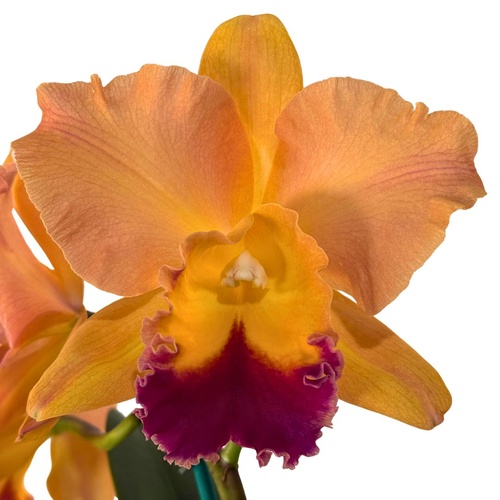 Brassolaeliocattleya California Girl x Topaz Lovely Dancer