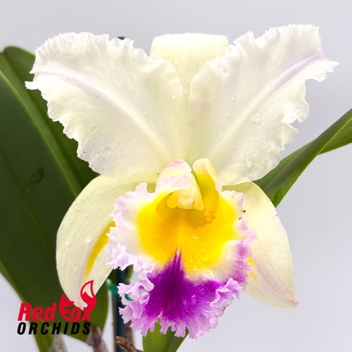 Brassolaeliocattleya (Mari's Song X Glenn Maidment (Splashed Sepals)) X Blc. George King 'Southern Cross'
