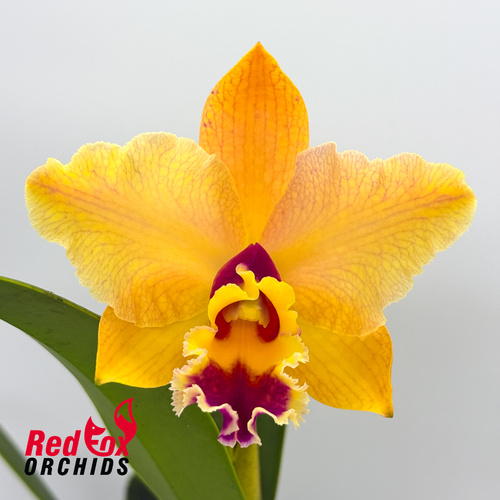 Brassolaeliocattleya George King 'Serendipity' X Pot. Deception Bingo