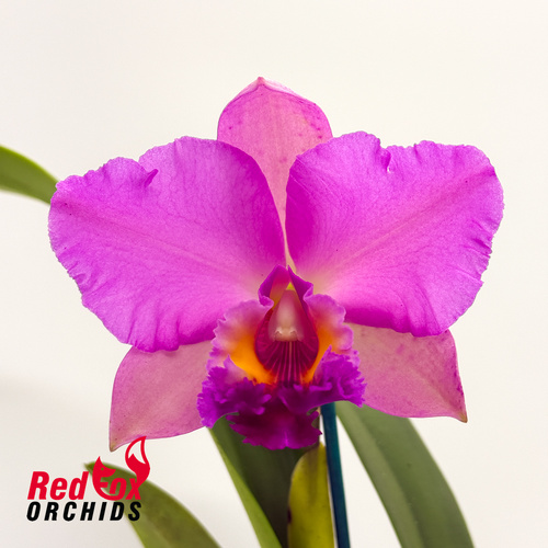 Brassolaeliocattleya George King 'Serendipity' X Pot. Deception Bingo