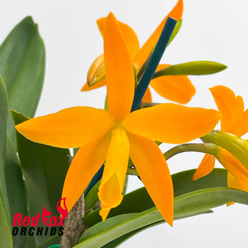 Rhyncattleanthe Tsiku Lily