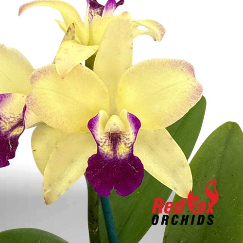 Laeliocattleya Susan Holcombe x Brassolaeliocattleya (Love Sound x amethystoglossa)