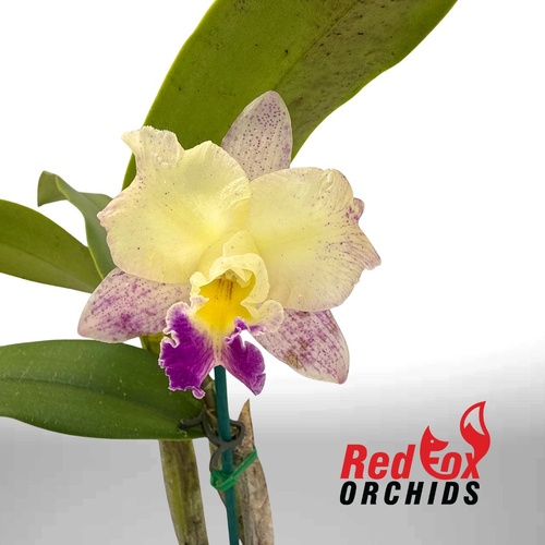 Brassolaeliocattleya Momilani Rainbow 'Buttercup' X Blc. Topaz Music 'Dark Veins'