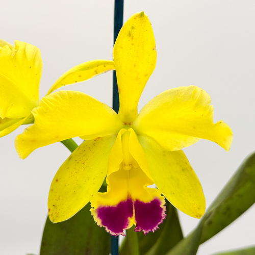 Potinara Qing Ming Beauty x Brassolaeliocattleya Kei's Love Sound