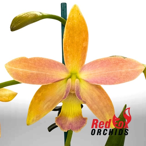 Laeliocattleya Trick or Treat X Lc. Topaz Acclaim 'BFTD'